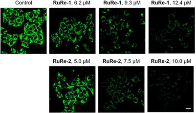 Synthesis, Characterization and Antitumor Mechanism Investigation of Heterometallic Ru(Ⅱ)-Re(Ⅰ) Complexes
